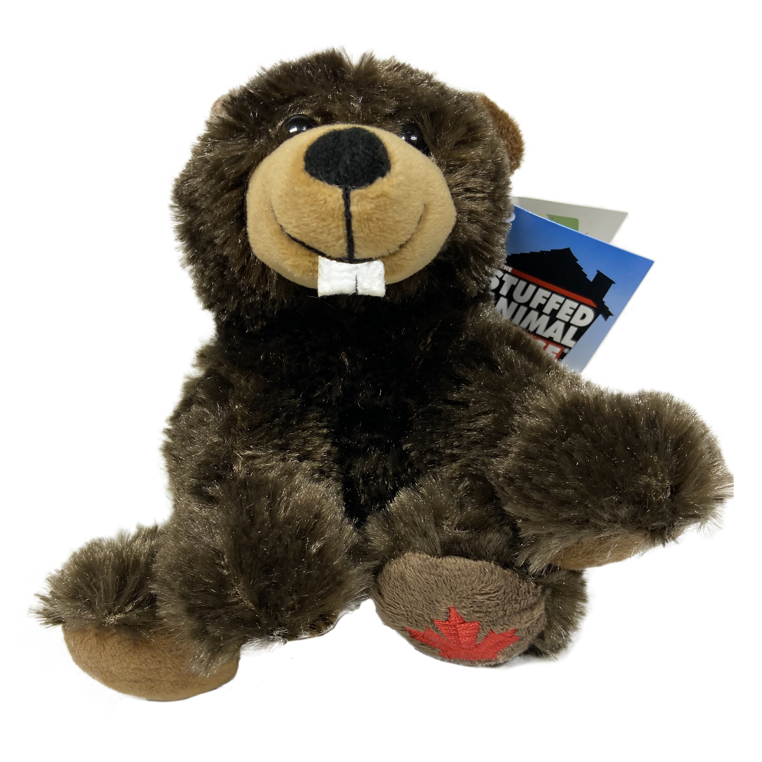 Canada Maplefoot Baby (Beaver)